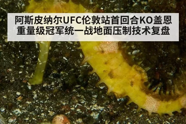 阿斯皮纳尔UFC伦敦站首回合KO盖恩重量级冠军统一战地面压制技术复盘